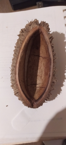 Zeyheria tuberculosa (Zeyheria tuberculosa)
