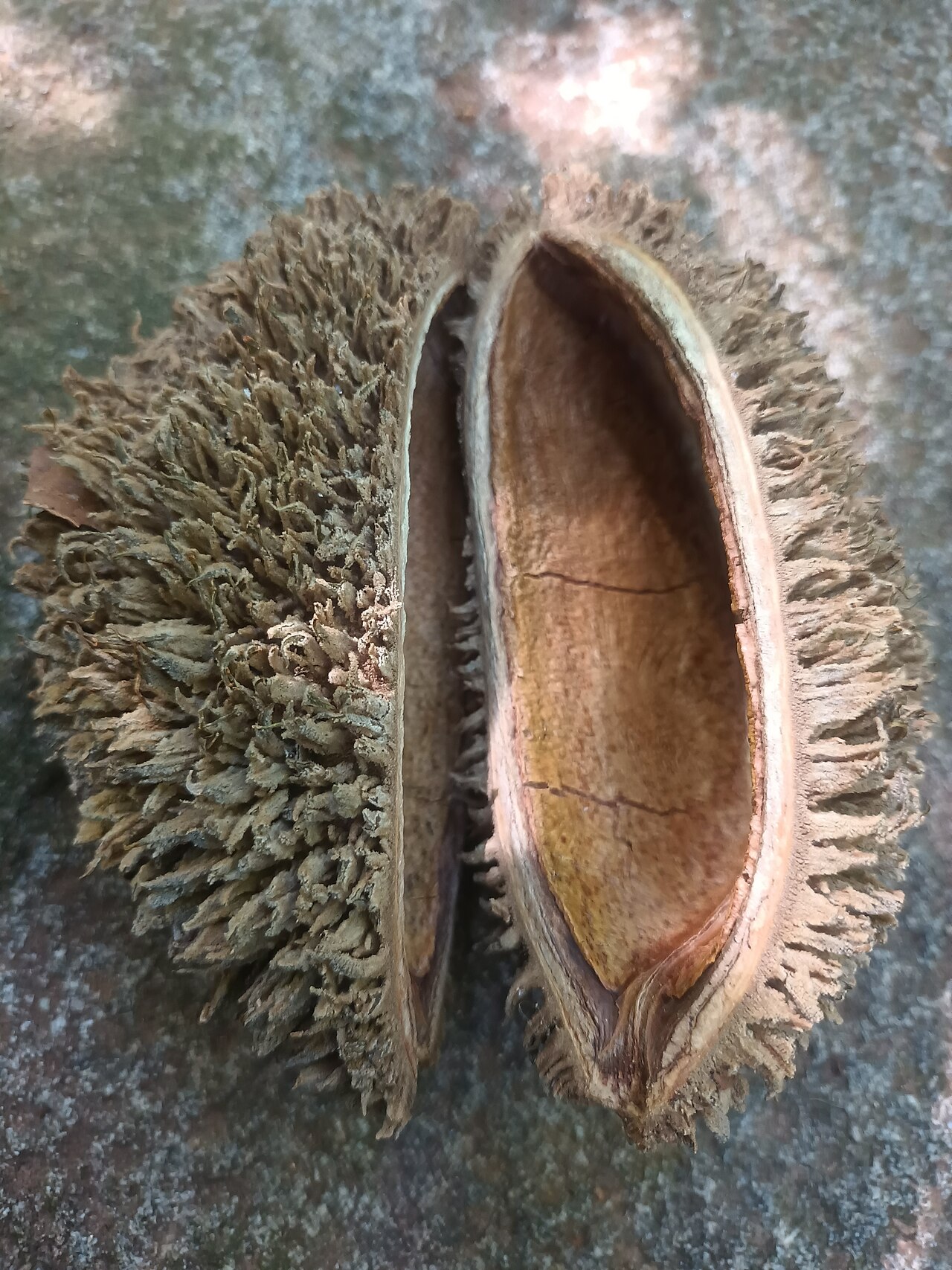 Zeyheria tuberculosa: Fruto de Zeyheria tuberculosa