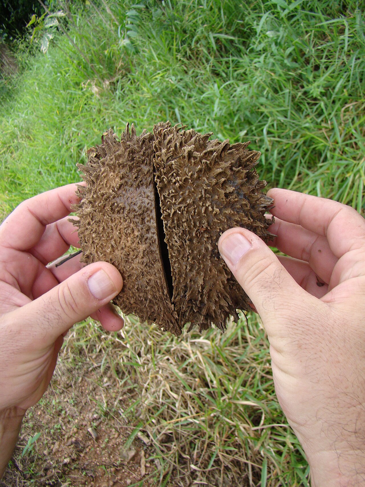 Zeyheria tuberculosa: Ip� felpudo / saco-de-carneiro ( Zeyheria tuberculosa (Vell.)) Brazilian
