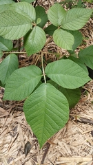 Zeyheria tuberculosa (Zeyheria tuberculosa)