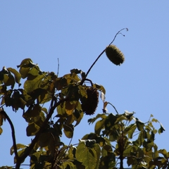Zeyheria tuberculosa (Zeyheria tuberculosa)