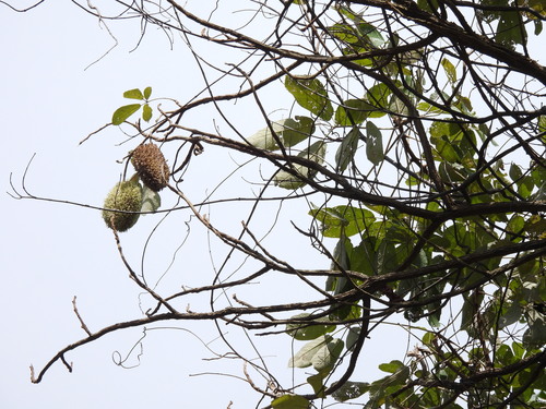 Zeyheria tuberculosa (Zeyheria tuberculosa)