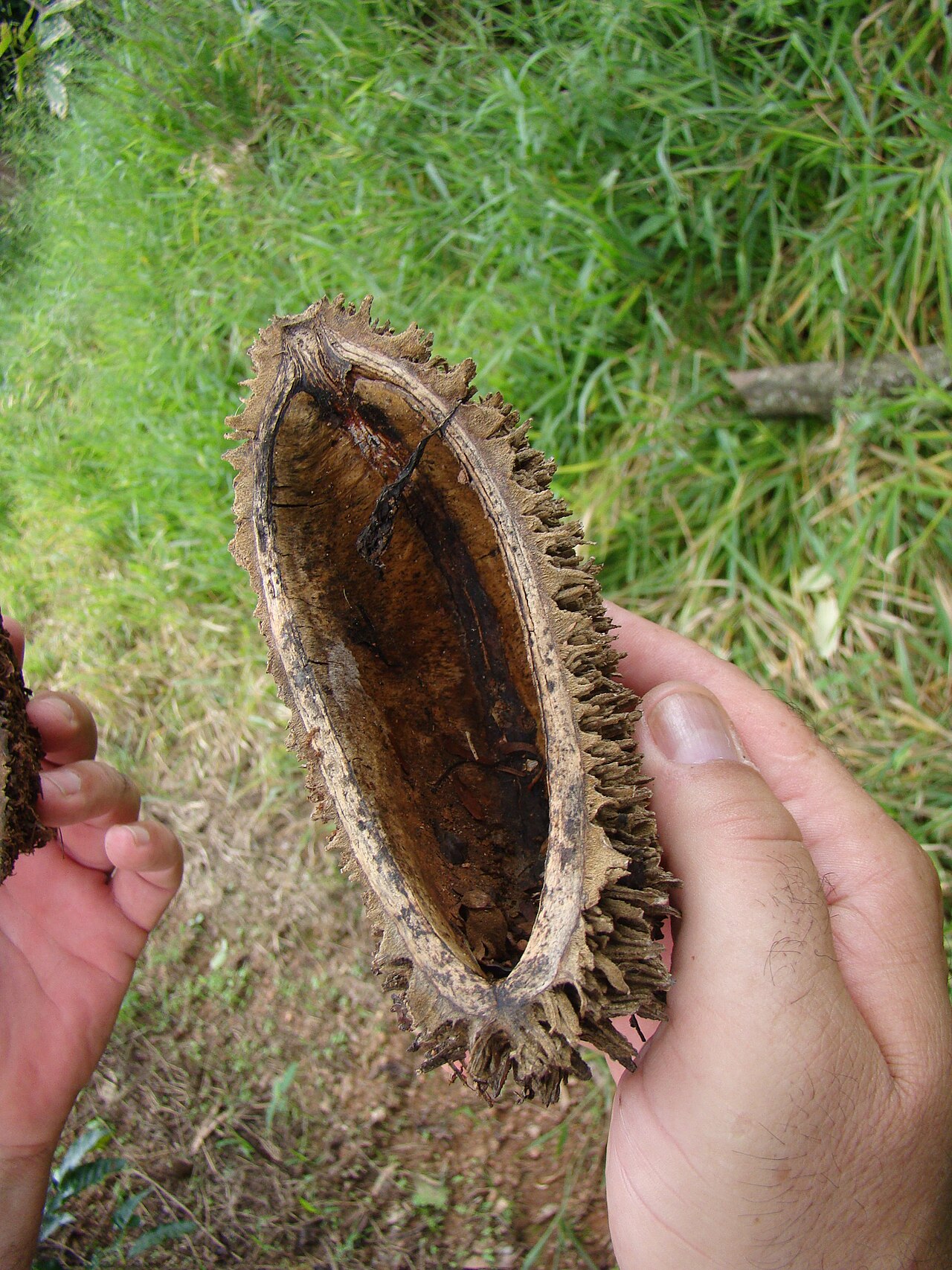 Zeyheria tuberculosa: Mococa
