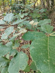 Zeyheria tuberculosa (Zeyheria tuberculosa)