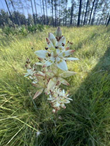 Sandbog deathcamas (Zigadenus glaberrimus)