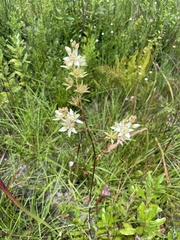 Sandbog deathcamas (Zigadenus glaberrimus)