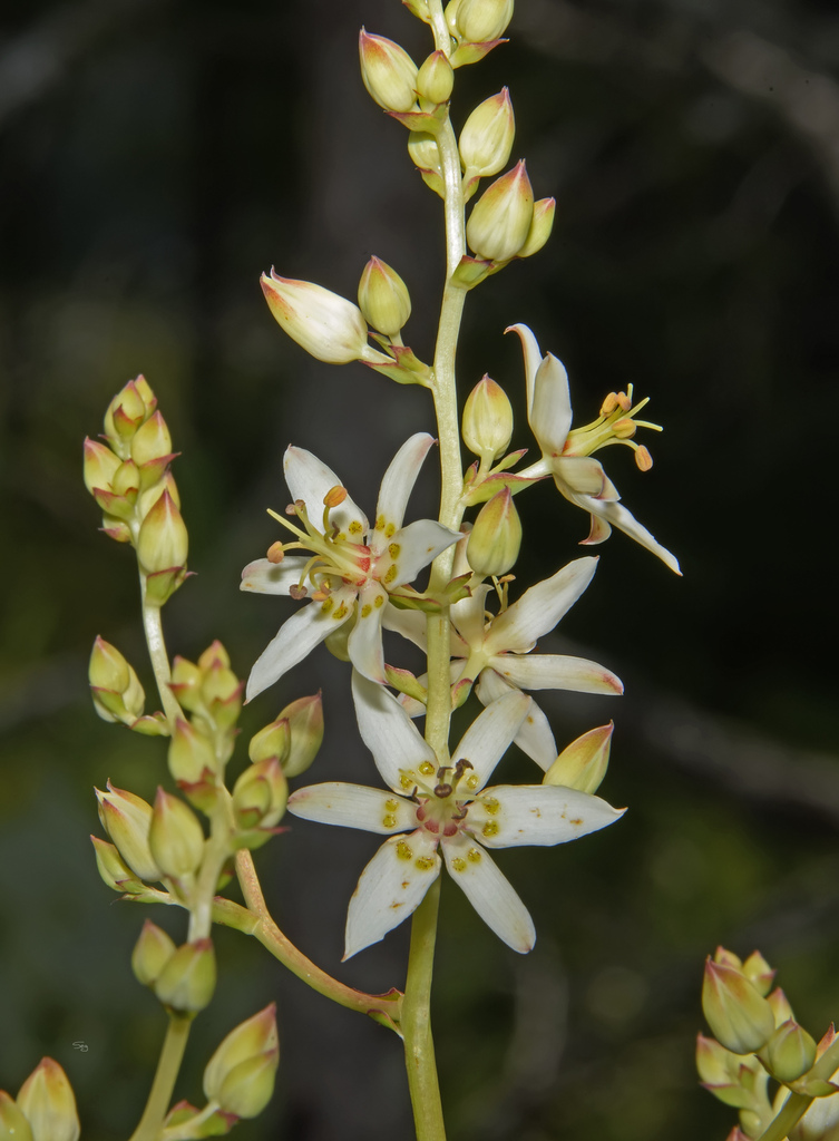 Sandbog deathcamas (Zigadenus glaberrimus)