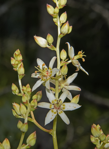 Sandbog deathcamas (Zigadenus glaberrimus)