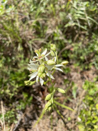 Sandbog deathcamas (Zigadenus glaberrimus)