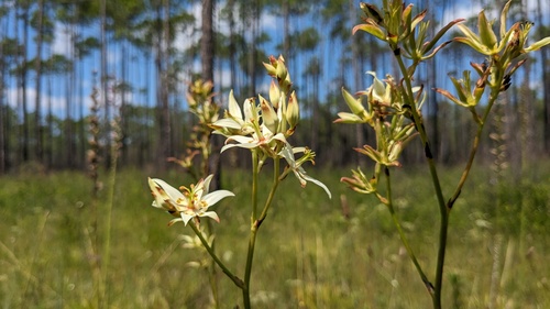 Sandbog deathcamas (Zigadenus glaberrimus)