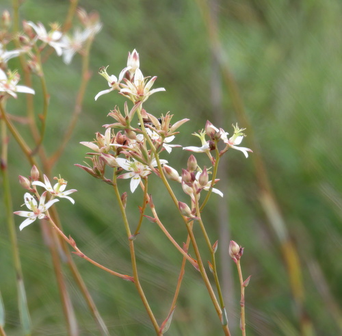 Sandbog deathcamas (Zigadenus glaberrimus)