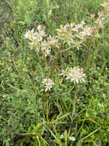 Sandbog deathcamas (Zigadenus glaberrimus)