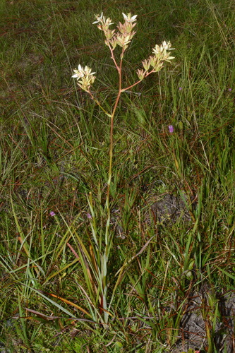 Sandbog deathcamas (Zigadenus glaberrimus)