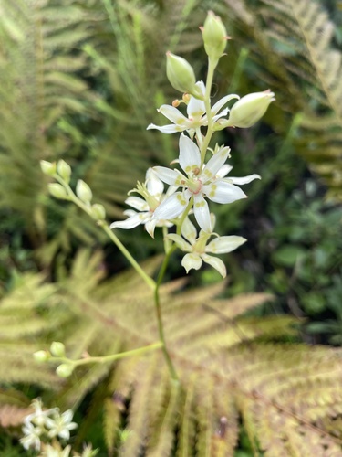 Sandbog deathcamas (Zigadenus glaberrimus)