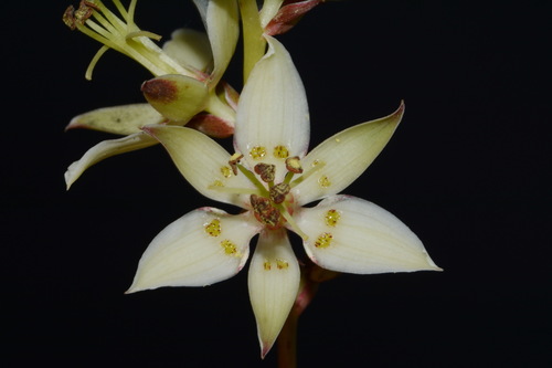 Sandbog deathcamas (Zigadenus glaberrimus)