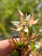 Sandbog deathcamas (Zigadenus glaberrimus)