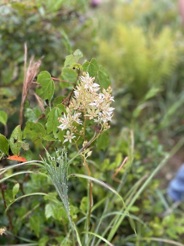 Sandbog deathcamas (Zigadenus glaberrimus)