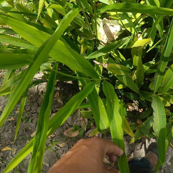 Ginger (Zingiber officinale)
