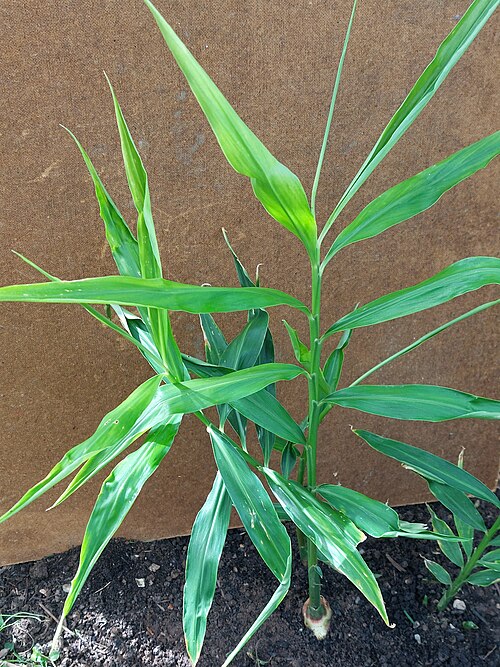 Ginger: Outdoor cultivation of ginger in the Palatinate region is still very unpredictable in terms of yield. Greenhouse cultivation is more reliable.