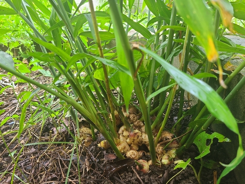 Ginger (Zingiber officinale)