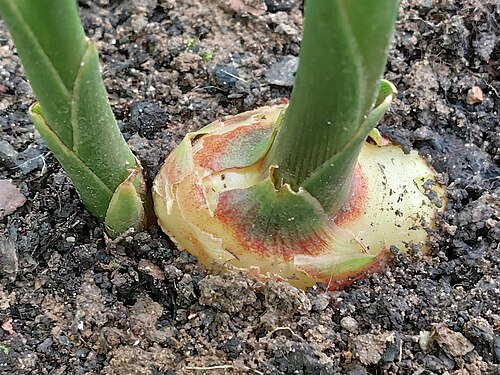Ginger: Outdoor cultivation of ginger in the Palatinate region is still very unpredictable in terms of yield. Greenhouse cultivation is more reliable.