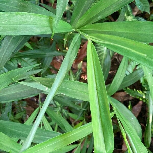 Ginger (Zingiber officinale)