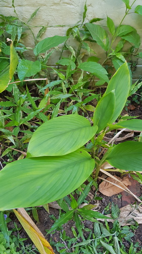 Ginger (Zingiber officinale)