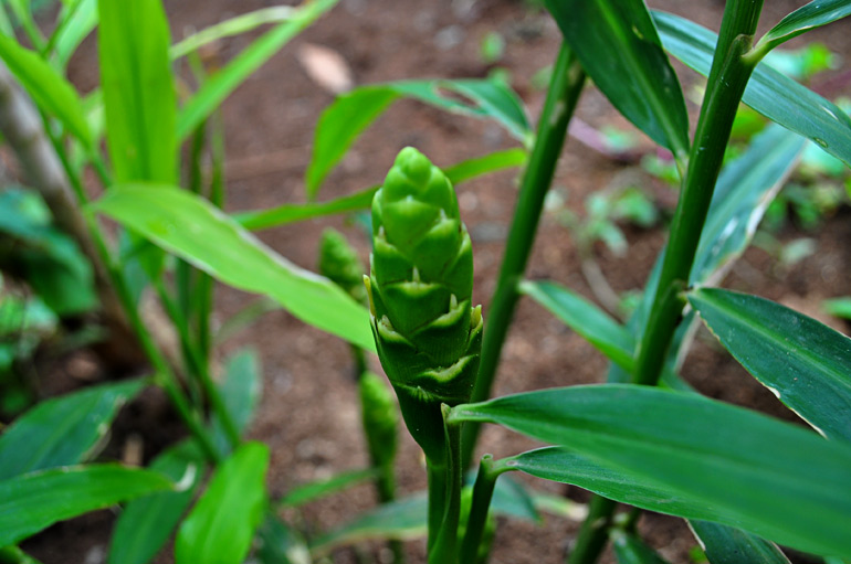Ginger: Ginger Plant and Flower