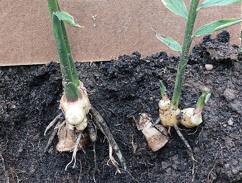 Ginger: When grown outdoors, plant development is insufficient for a good yield.