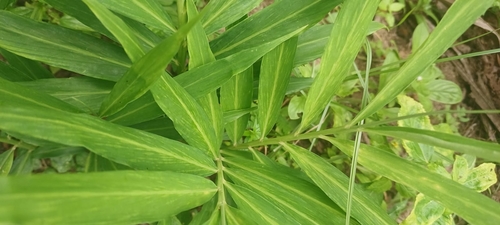 Ginger (Zingiber officinale)