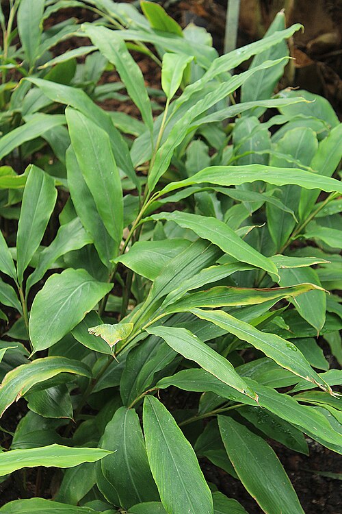 Ginger: Berlin-Dahlem, botanical garden, Zingiber officinale