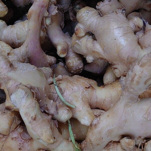 Ginger (Zingiber officinale)
