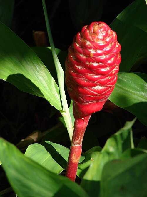 Bitter ginger: Zingiber zerumbet (flower). Location: Maui, Enchanting Floral Gardens of Kula