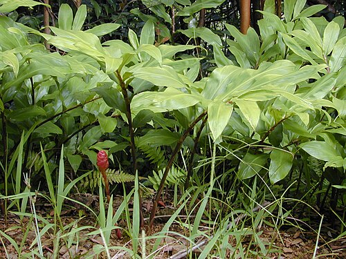Bitter ginger: Zingiber zerumbet (habit). Location: Maui, Wahinepee