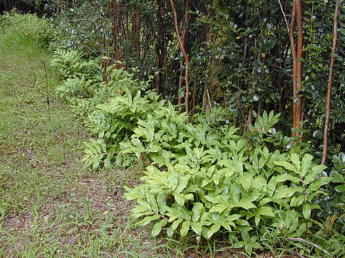 Bitter ginger: Zingiber zerumbet (habit). Location: Maui, Wahinepee