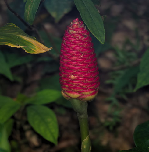 Bitter ginger (Zingiber zerumbet)