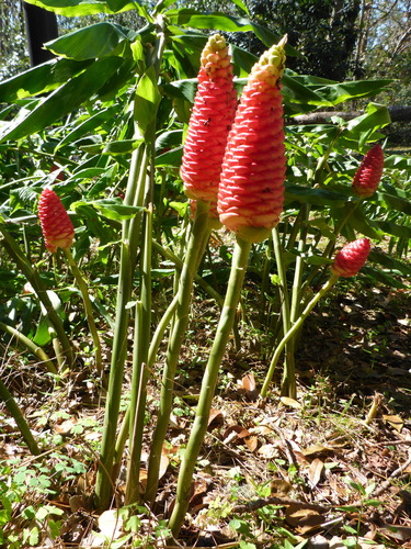 Bitter ginger (Zingiber zerumbet)