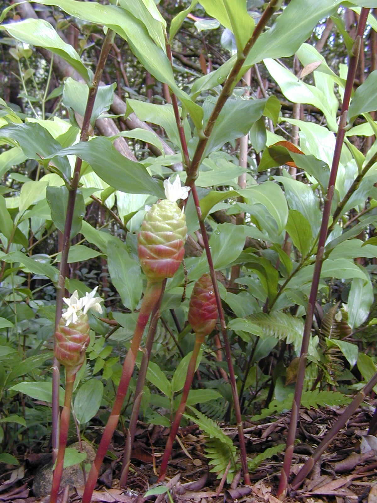 Bitter ginger: Zingiber zerumbet (flower). Location: Maui, Wahinepee