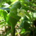 Bitter ginger (Zingiber zerumbet)