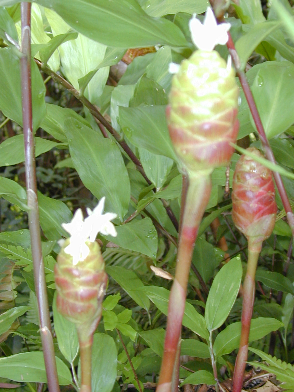 Bitter ginger: Zingiber zerumbet (Flower). Location: Maui, Wahinepee