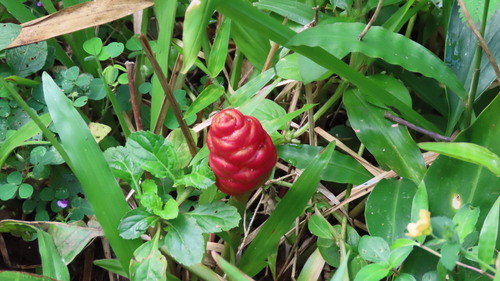 Bitter ginger (Zingiber zerumbet)