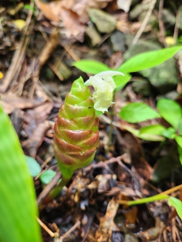 Bitter ginger (Zingiber zerumbet)
