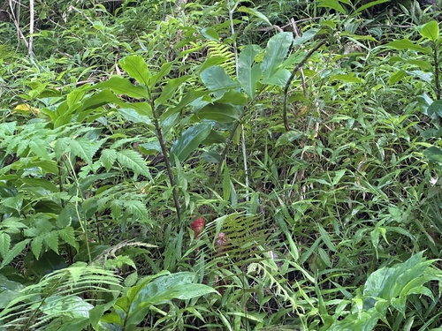 Bitter ginger (Zingiber zerumbet)