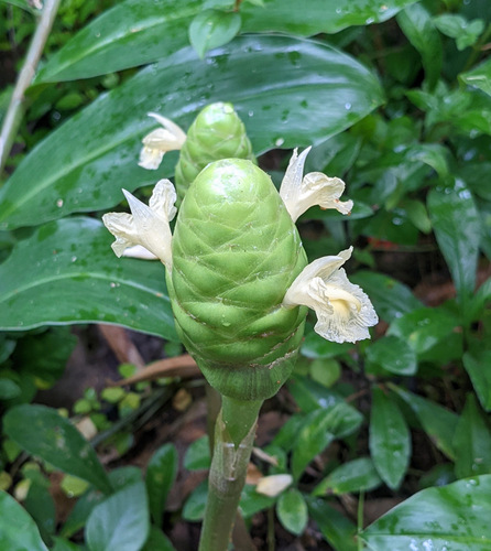 Bitter ginger (Zingiber zerumbet)