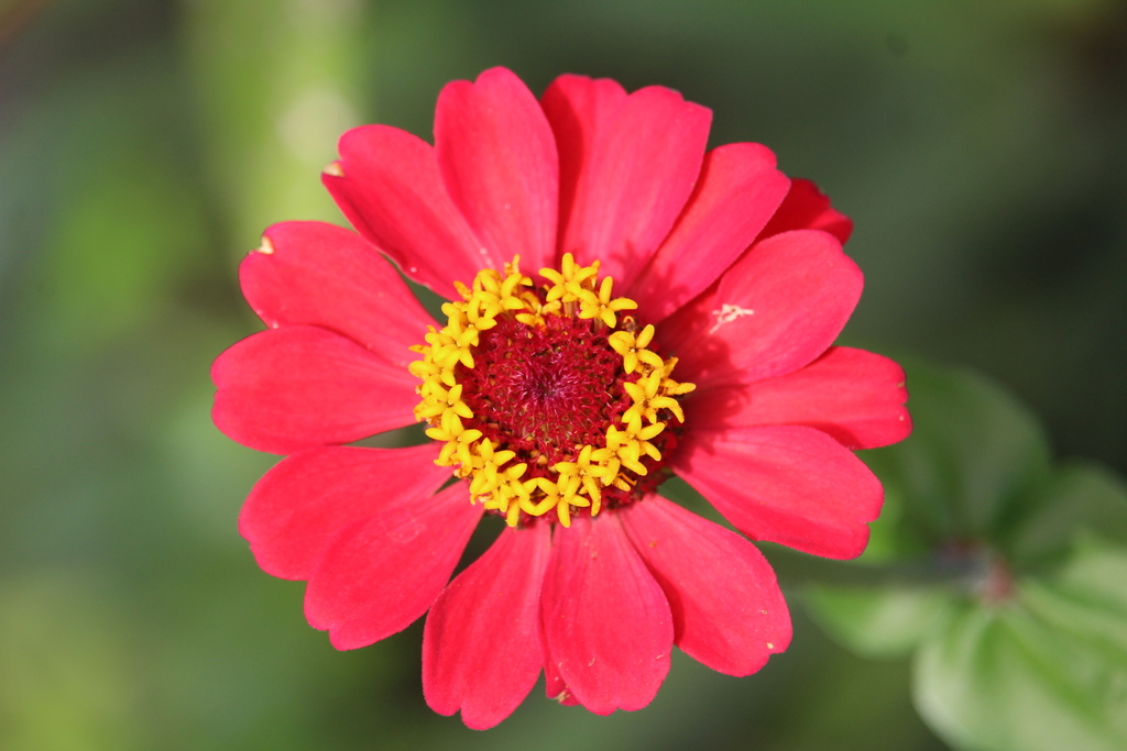 Elegant zinnia (Zinnia elegans)