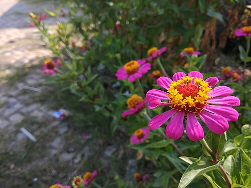 Elegant zinnia: Zinnia elegans