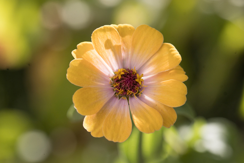 Elegant zinnia (Zinnia elegans)