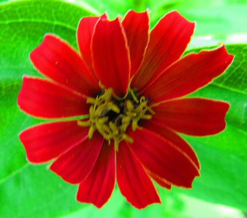 Elegant zinnia (Zinnia elegans)