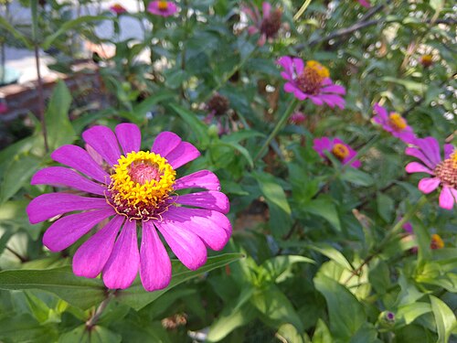 Elegant zinnia: Zinnia elegans