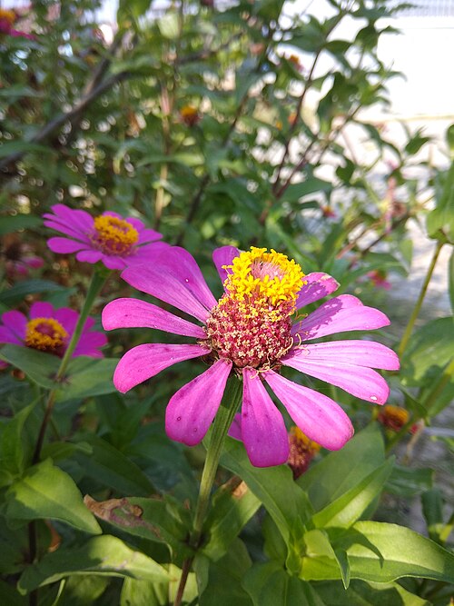 Elegant zinnia: Zinnia elegans